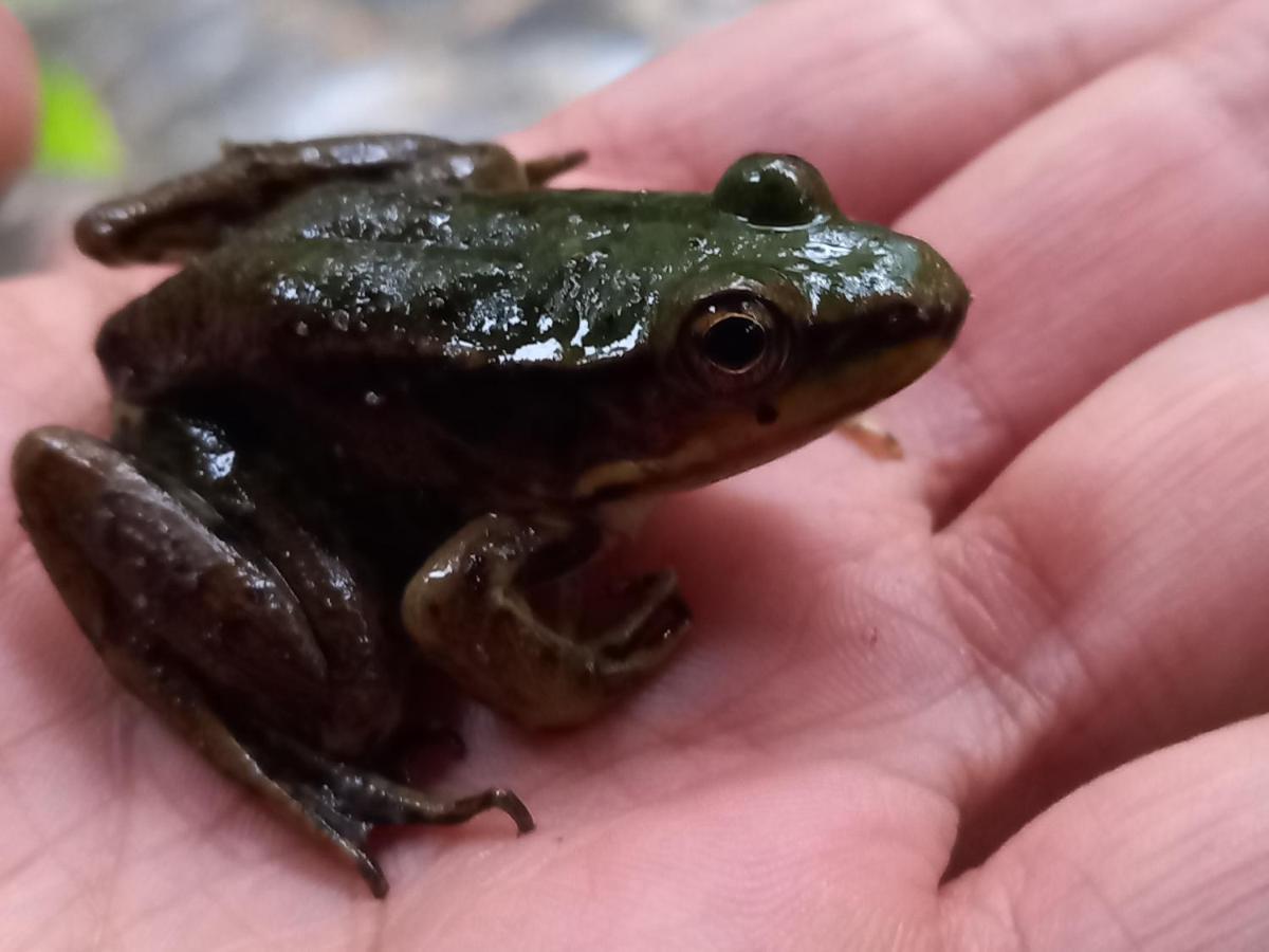 Cantalarana Lodge Mindo Zewnętrze zdjęcie